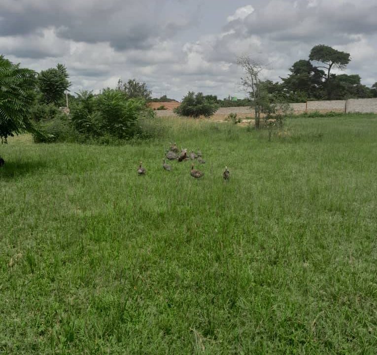 land (1)