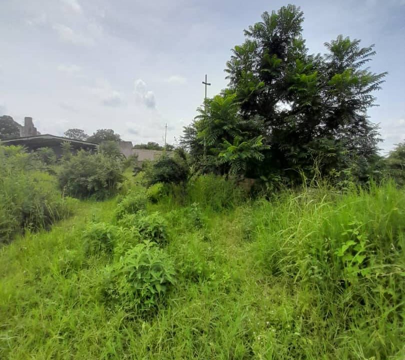 land (4)